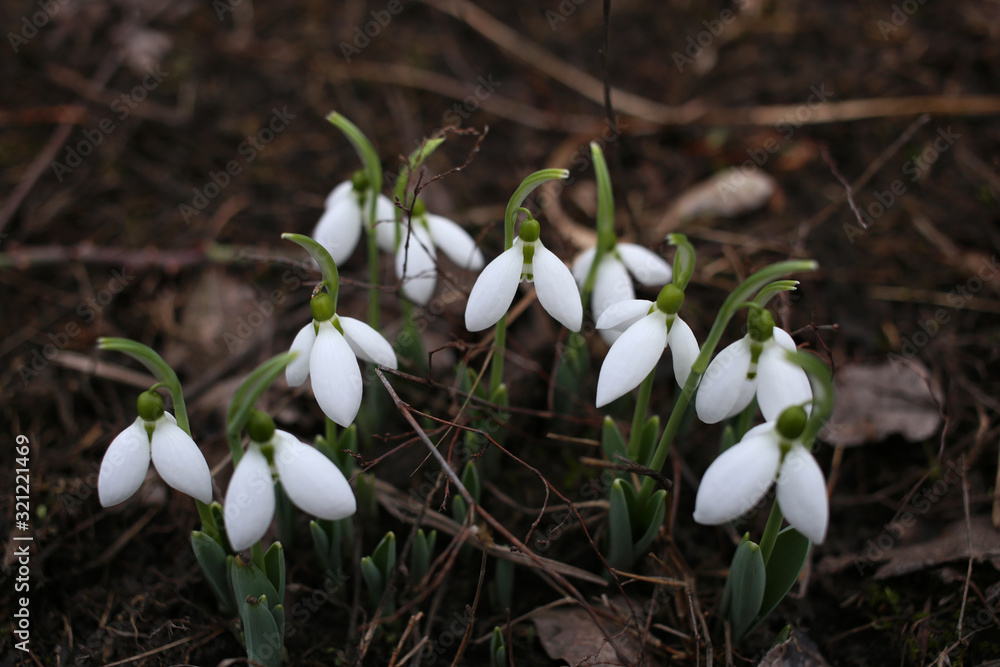 The first spring flowers white snowdrops bloomed in the garden. The first spring flowers white snowdrops bloomed in the garden.