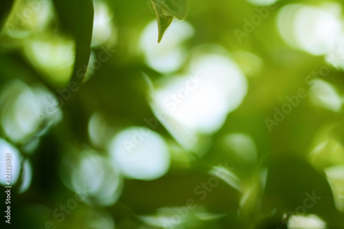 Green bokeh on nature defocus art abstract blur background