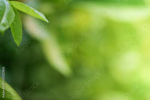 close-up natural view of green leaves on a blurred green background in the garden, along with the area used as a backdrop for natural green plants