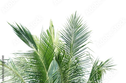 Tropical coconut leaves on white isolated background for green foliage backdrop 