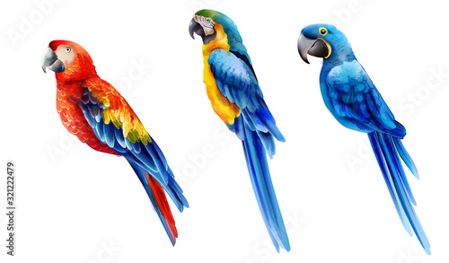 Set of colorful watercolor parrots in different coloration