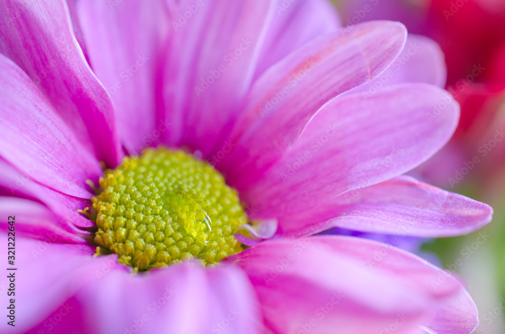 Soft focus macro shot of a drop of water or morning dew on a pink chrysanthemum flower (shallow DOF, blurred petals of the chrysanthemum flower, selective focus on the drop of water) Soft focus macro shot of a drop of water or morning dew on a pink chrysanthemum flower (shallow DOF, blurred petals of the chrysanthemum flower, selective focus on the drop of water)