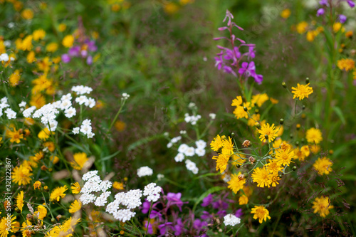 Multicolored wild flowers in the field close-up
