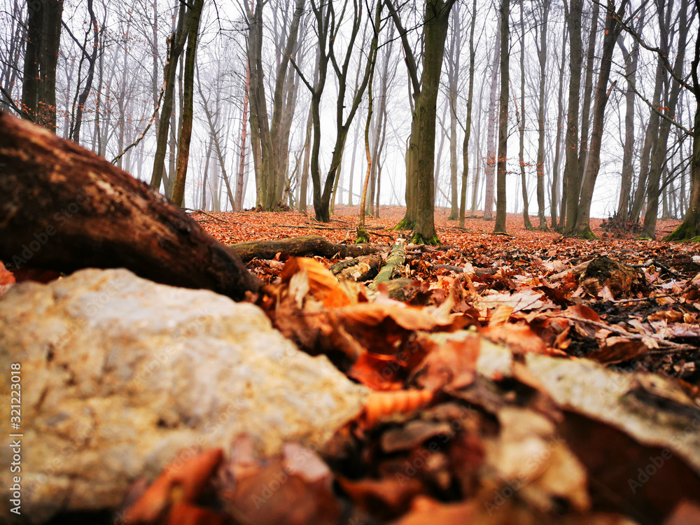 forest in autumn forest in autumn