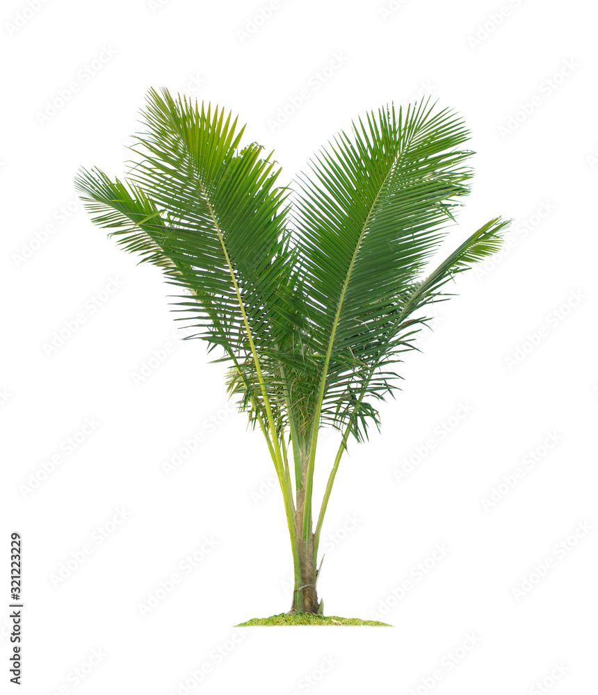 Coconut palm tree isolated on white background Coconut palm tree isolated on white background