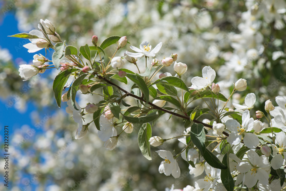 Macro shot of bird cherry blossom over blue sky Macro shot of bird cherry blossom over blue sky