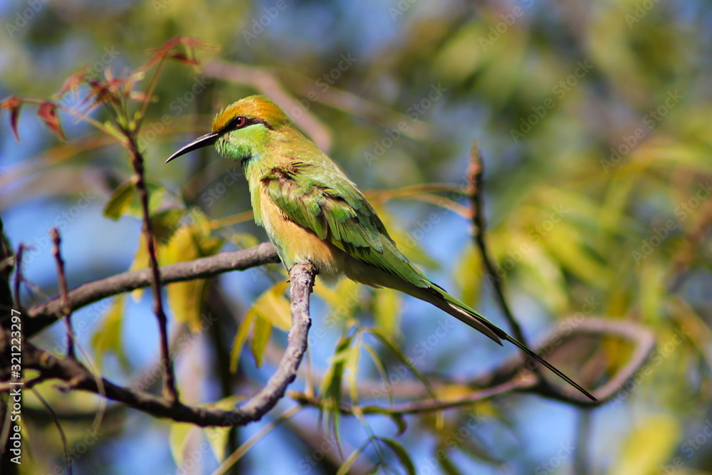 Naklejka premium Green Bee-eater, Merops orientalis