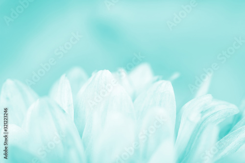 Blurred silhouettes of flowers toned in the turquoise color