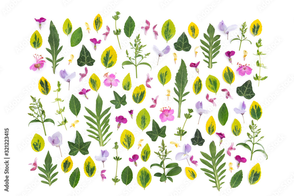 Meadow Flowers On White Background Meadow Flowers On White Background