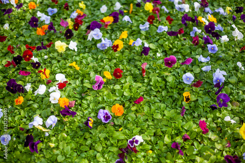 Flowers Pansies on a green background