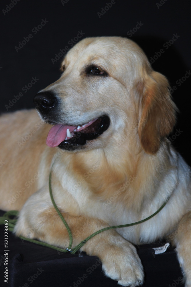 Portrait of a yellow Labrador retriever Portrait of a yellow Labrador retriever