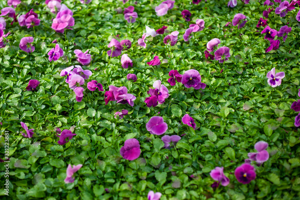 Flowers Pansies on a green background