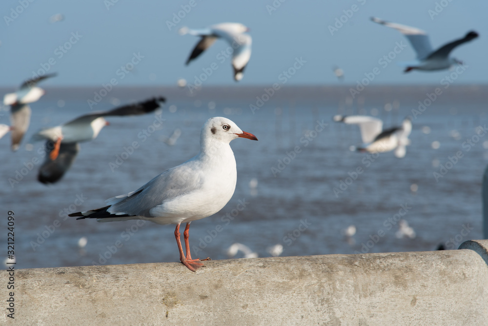 The white seagull stands alone. The white seagull stands alone.