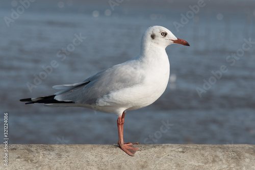 The white seagull stands alone.