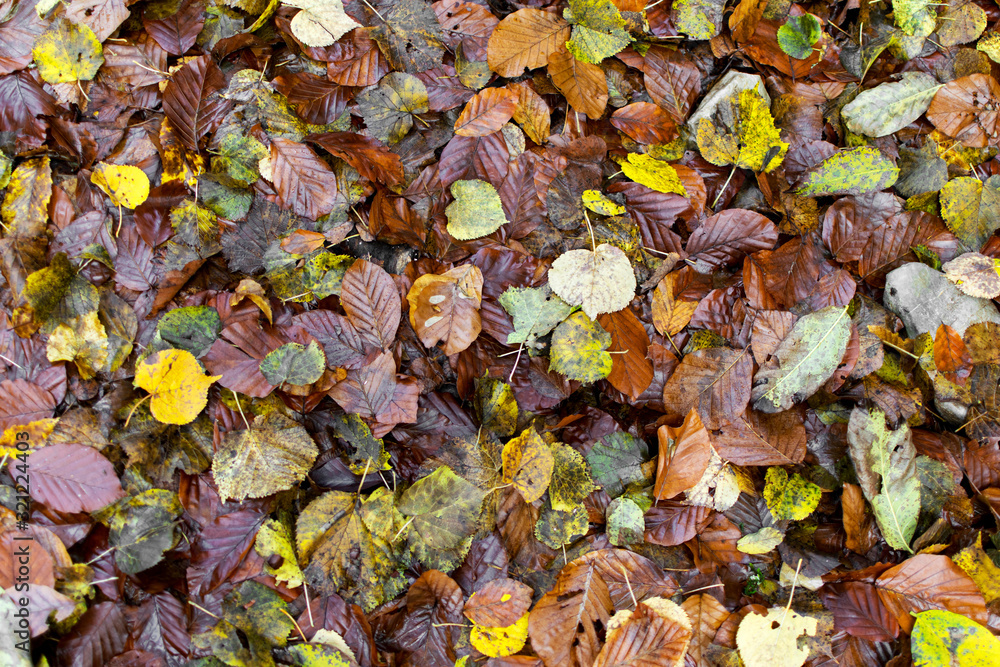 Many yellow and dried leaves fallen from the trees. Natural carpet in forests. A beautiful texture.