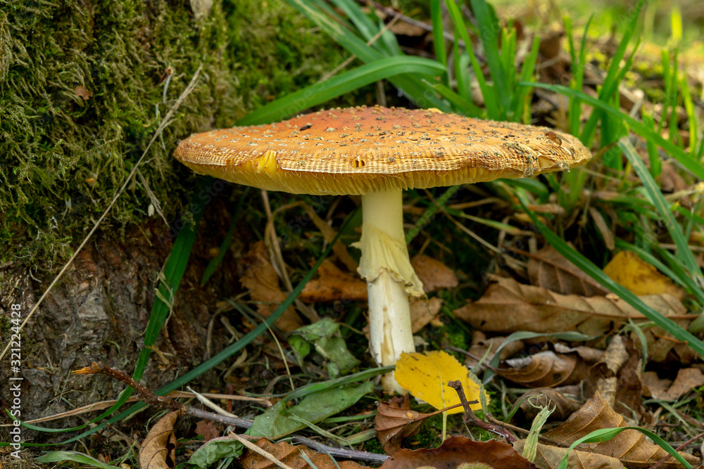 mushroom in forest