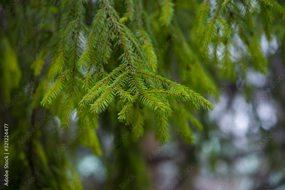 Fir branches. In the center are fir needles on a branch in focus. Blurred background.
