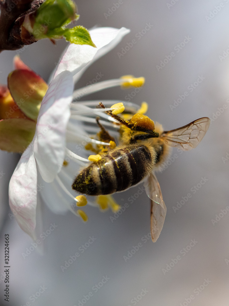 A bee collects honey from a flower A bee collects honey from a flower