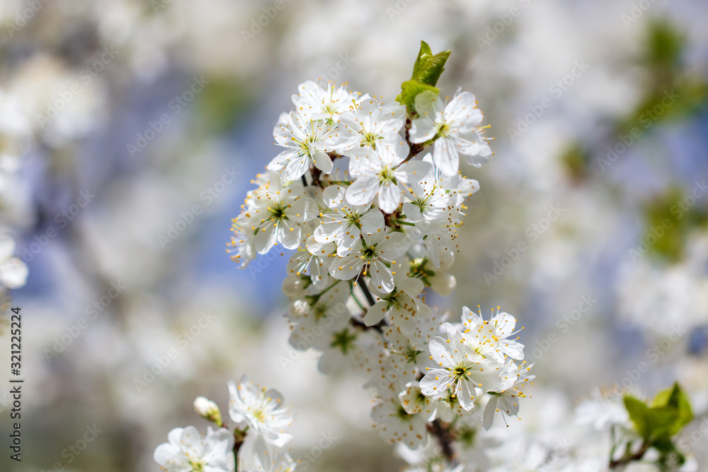 White flowers on a fruit tree on nature White flowers on a fruit tree on nature