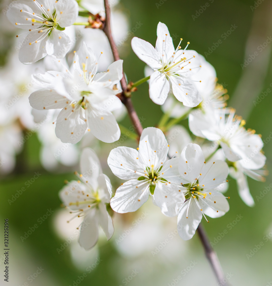 White flowers on a fruit tree on nature