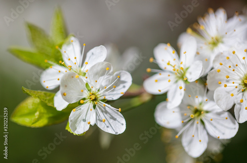 White flowers on a fruit tree on nature