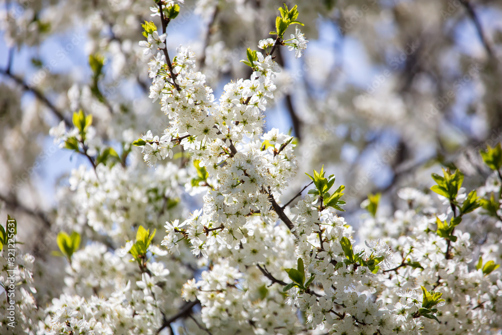 White flowers on a fruit tree on nature White flowers on a fruit tree on nature