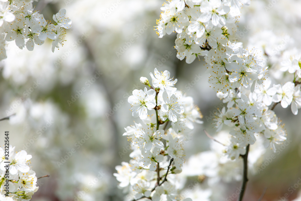 White flowers on a fruit tree on nature White flowers on a fruit tree on nature
