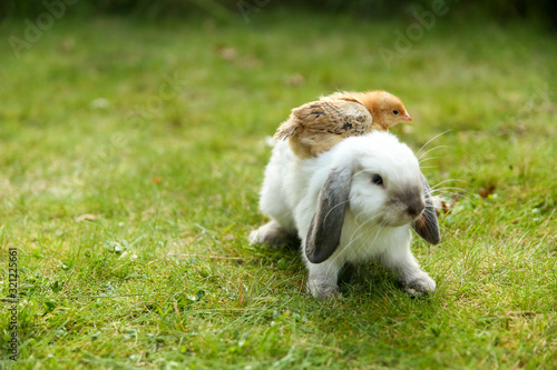 baby chick on white lop-eared siamese rabbit on the grass outdoor