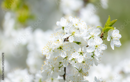 White flowers on a fruit tree on nature