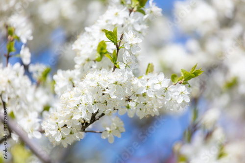 White flowers on a fruit tree on nature