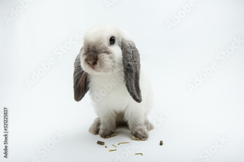 white lop-eared siamese rabbit on white background