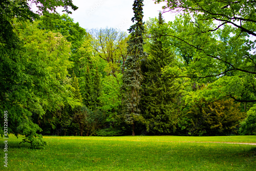 Obraz premium Meadow with green grass and trees in Zamecky Park in Hluboka Castle (Hluboka nad Vltavou, Czech Republic) during spring season