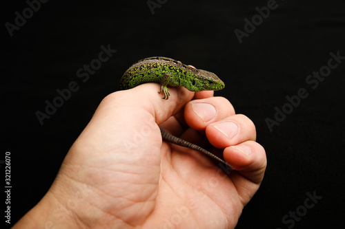 common lizard on human hand on black background