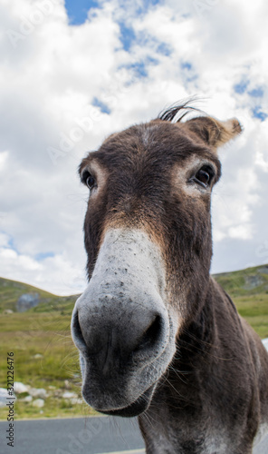 a beautiful donkey looks into the camera. Photo taken somewhere in the mountains, on a beautiful summer day