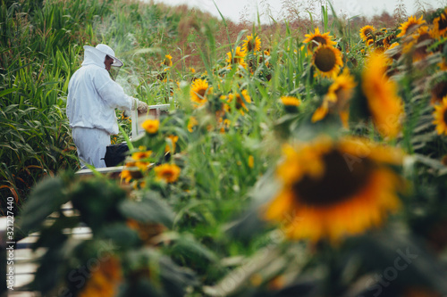 Beekeepers working on apiary in nice sunny day at the middle of sunflower field