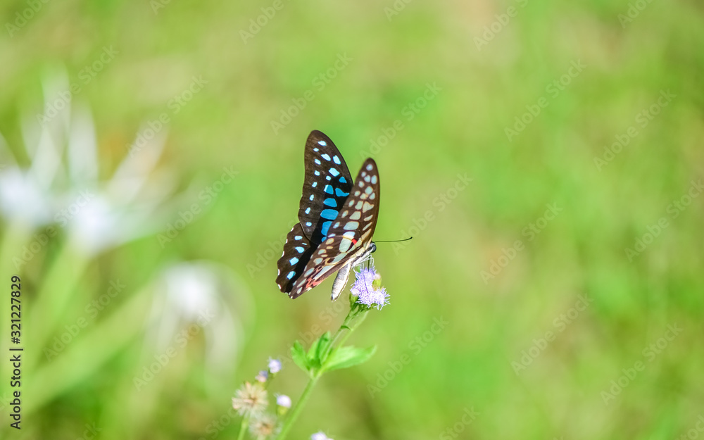Fresh and soft background of butterflies in flowers. Fresh and soft background of butterflies in flowers.