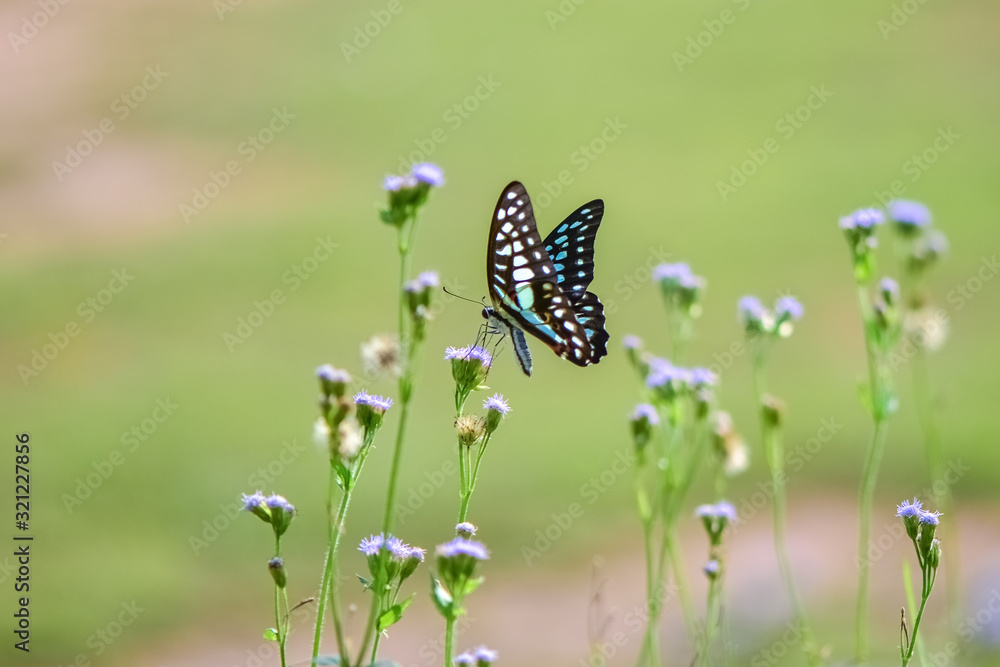 Fresh and soft background of flowers and butterflies in spring sunshine Fresh and soft background of flowers and butterflies in spring sunshine