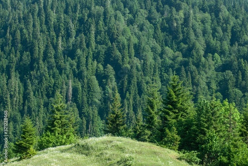 Forest in the mountains, full screen forest,