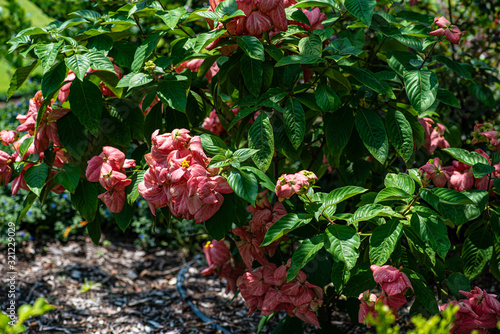 red flowers in the garden