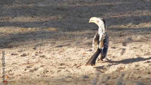 Bradfield's hornbill(s) In Namibia photo