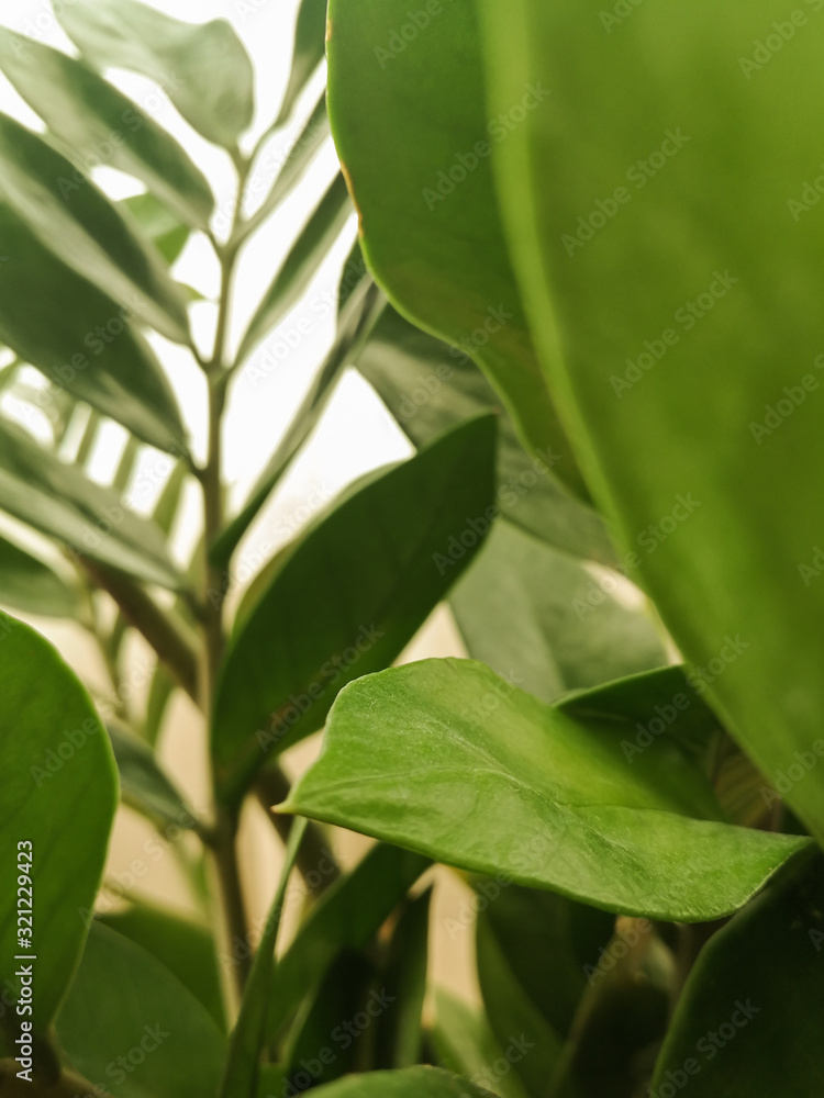 Close up of zamiifolia indoor plant. Zamioculcas green leaves with water drops on them. Branches of decorative houseplant that make green floral background. Close up of zamiifolia indoor plant. Zamioculcas green leaves with water drops on them. Branches of decorative houseplant that make green floral background.