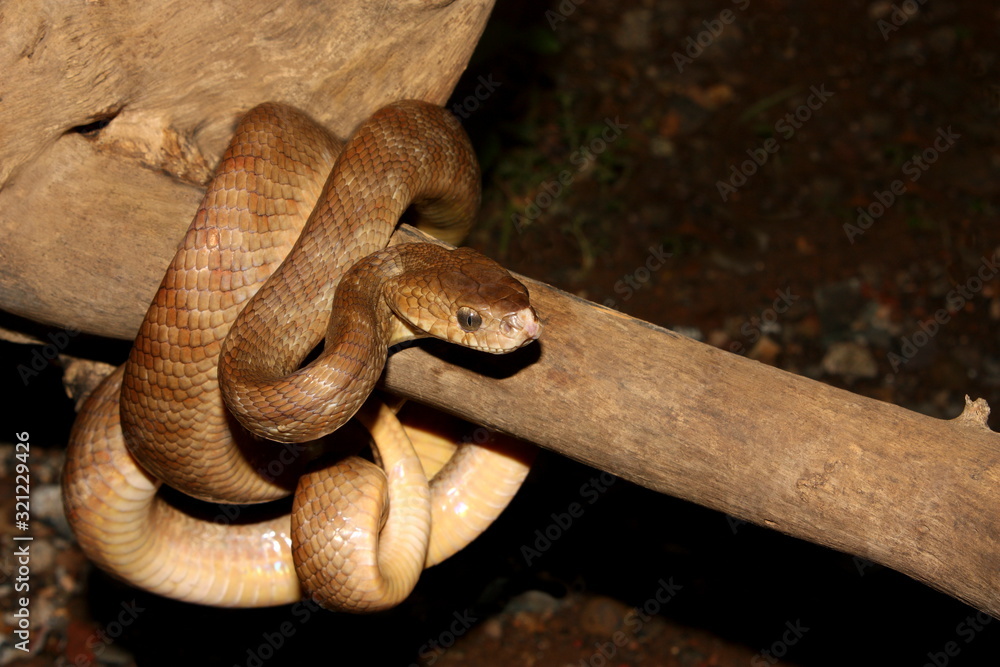 Obraz premium Cat snake (Boiga beddomei) wrapped around a tree trunk, India.