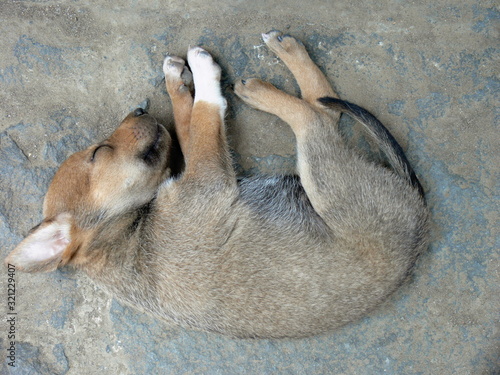 Puppy sleeping peacefully