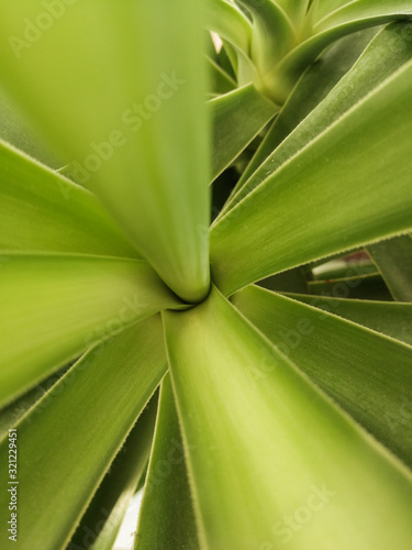 Close up of jucca indoor plant. Jucca palm tree and its long green leaves. Center of decorative houseplant that make green floral background. 