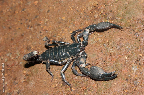 Scorpion. A large black scorpion which lives in flattened burrows. Its sting is very painful..