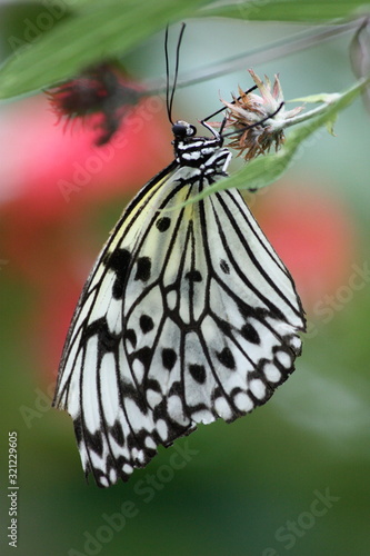 The Common Pierrot (Castalius rosimon rosimon) photo