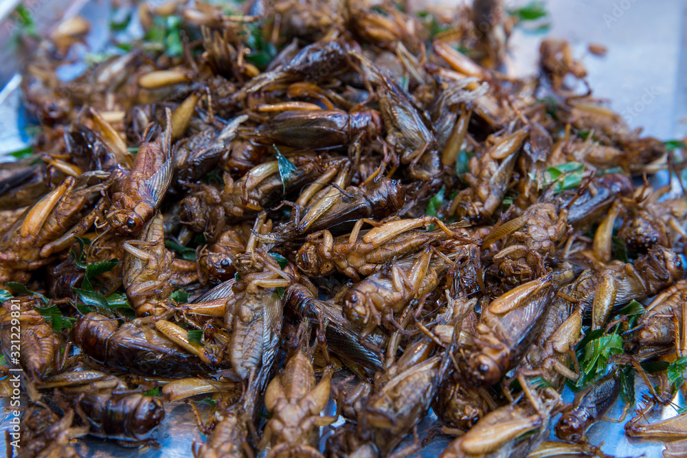 Fried bugs insects or grub in thailand Fried bugs insects or grub in thailand