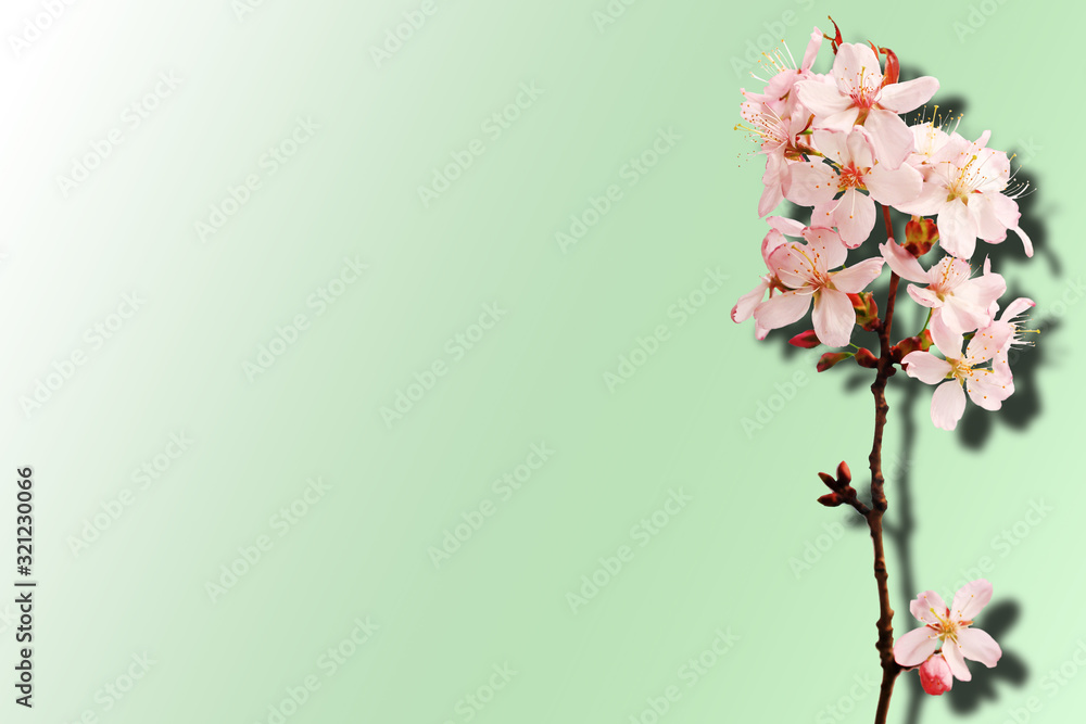 Sakura isolated on a green background. Gradient. Shadow. Top view.