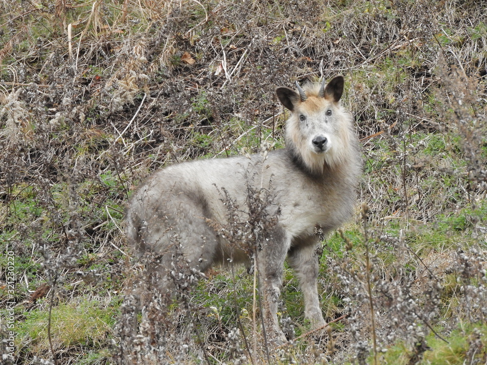 Fototapeta premium ニホンカモシカ