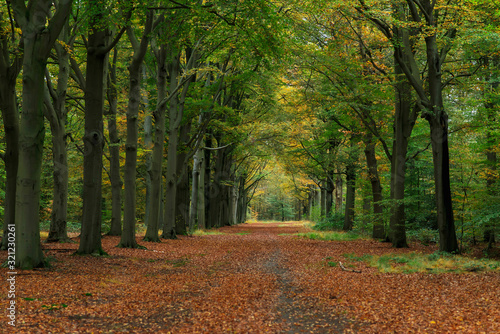 Idyllic path covered in brown leaves in colorful autumn forest.